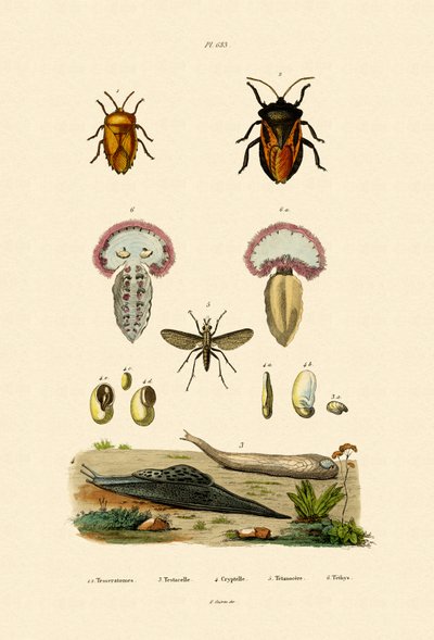 Stink Bugs，1833-39 作者 法语学校